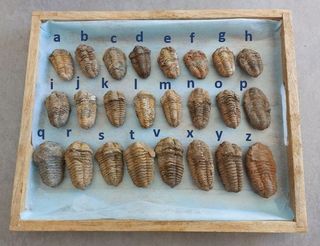 Trilobites Fósil - SOLO HOY