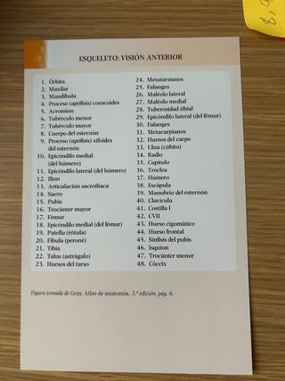 GRAY Flashcards de Anatomía
