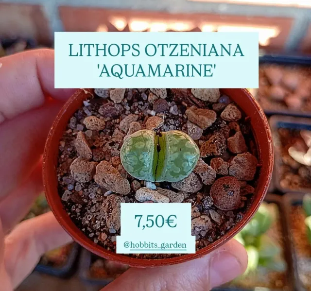 Lithops Otzeniana 'AQUAMARINE'-Suculentas PREMIUM 