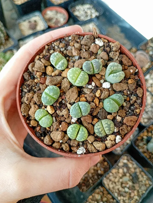 Lithops Otzeniana 'AQUAMARINE'-Suculentas PREMIUM 