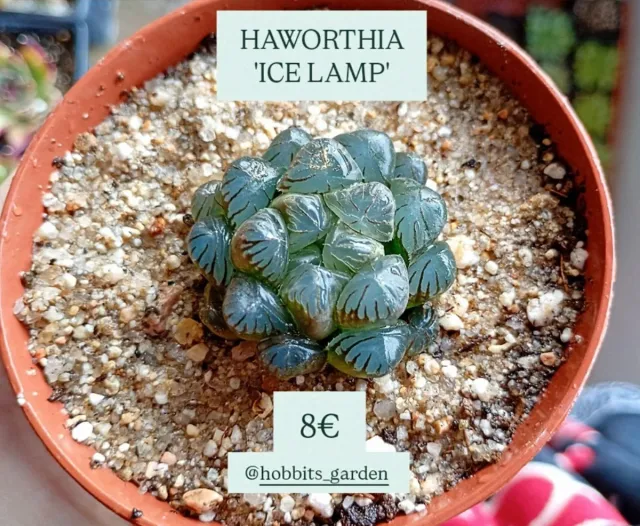 Haworthia Cooperi 'ICE LAMP' - Suculenta PREMIUM 