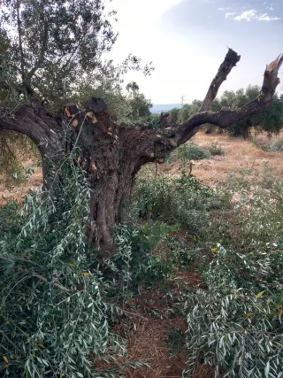 ARRANQUE DE OLIVOS PARA MAS INFORMACIÓN 605543602