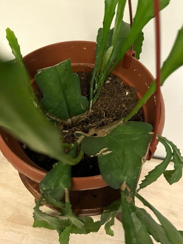 Epiphyllum Cristo Almeria Diamond