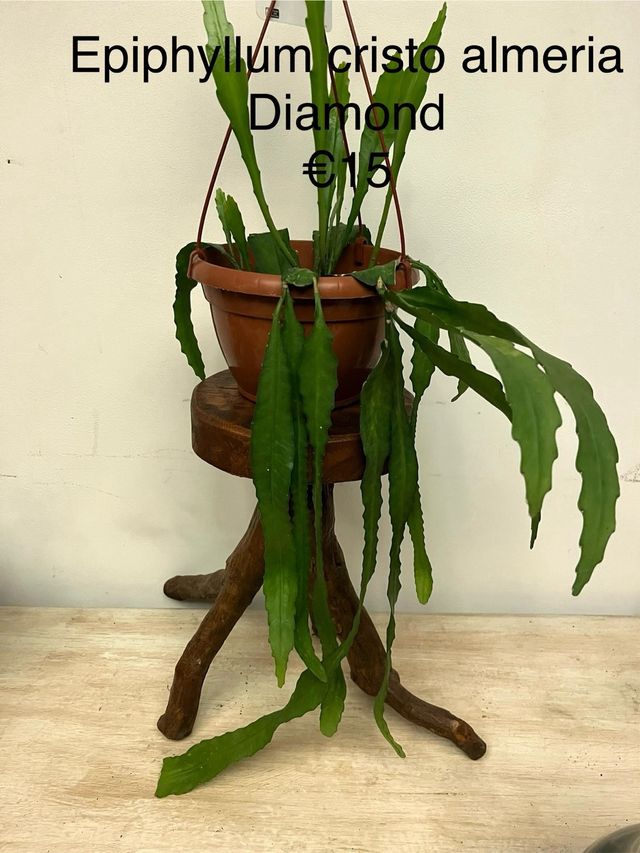 Epiphyllum Cristo Almeria Diamond