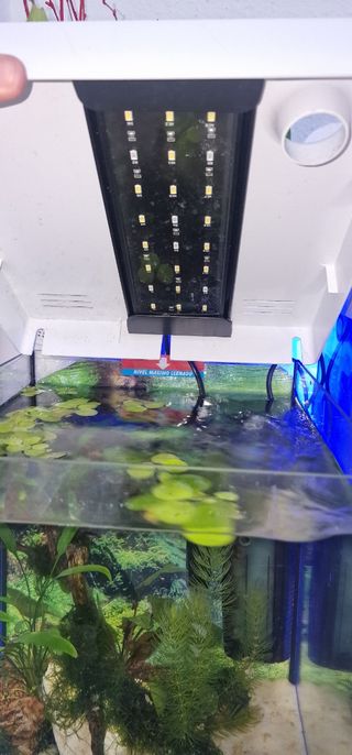 Acuario tal como esta