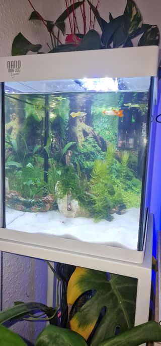 Acuario tal como esta