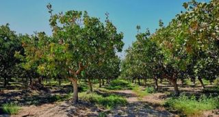 ▪︎Venta de Finca de Pistachos 5Hect.