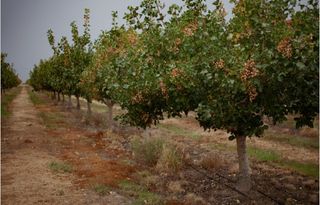 ▪︎Venta de Finca de Pistachos 5Hect.