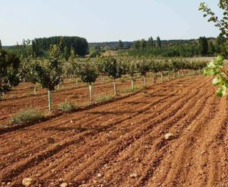 ▪︎Venta de Finca de Pistachos 5Hect.