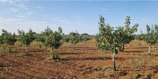 ▪︎Venta de Finca de Pistachos 5Hect.