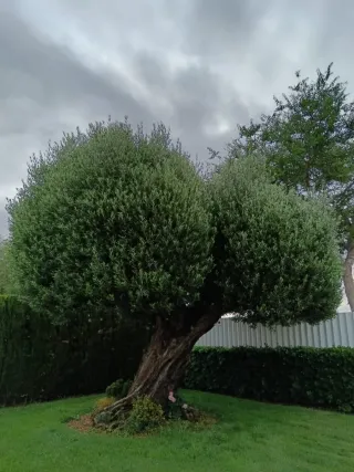 Jardinero Profesional