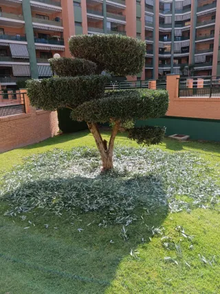 Jardinero Profesional