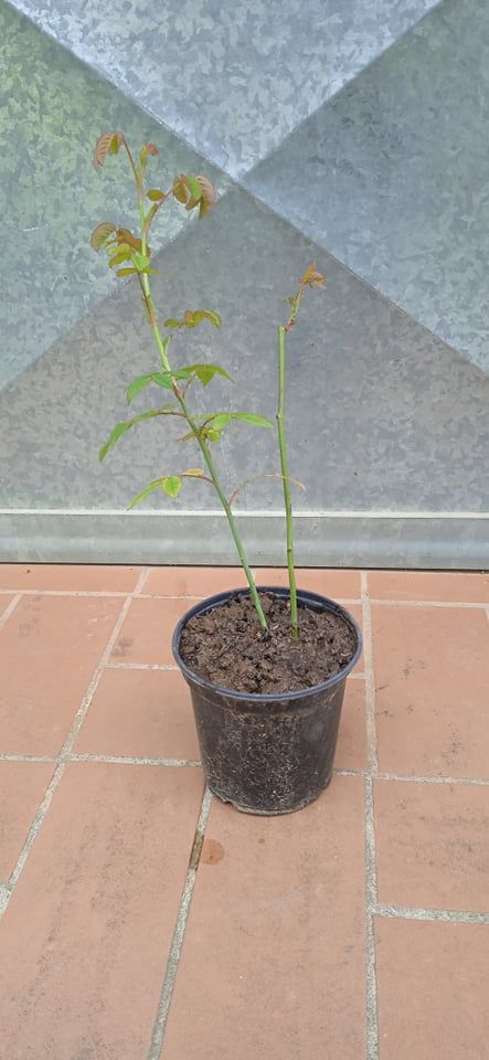 Pianta Rosa Reine des Violettes h 30-35 cm