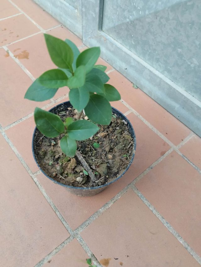 Pianta Lilla Syringa Vulgaris H 10-15 cm