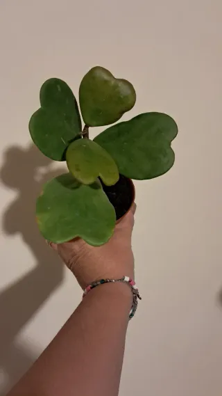 Hoya Kerrii Pianta Foglia a Cuore