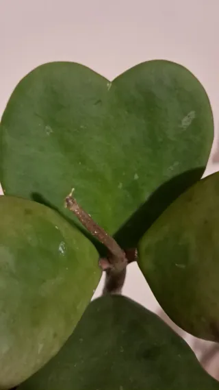 Hoya Kerrii Pianta Foglia a Cuore