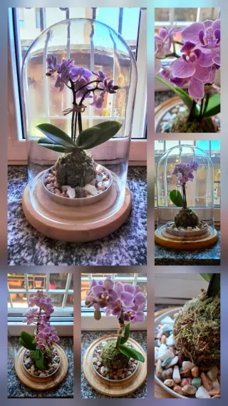 Orchidea Phalaenopsis Kokedama Sotto Campana