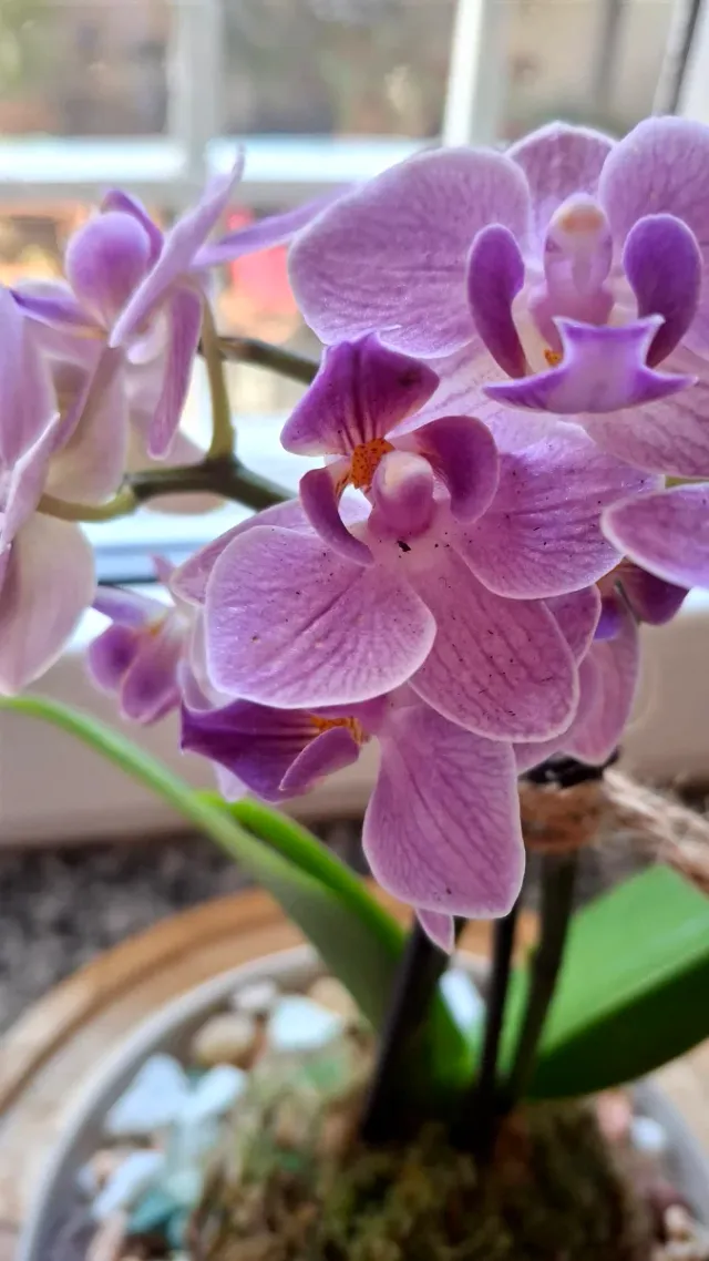 Orchidea Phalaenopsis Kokedama Sotto Campana