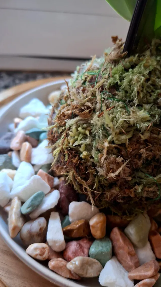 Orchidea Phalaenopsis Kokedama Sotto Campana