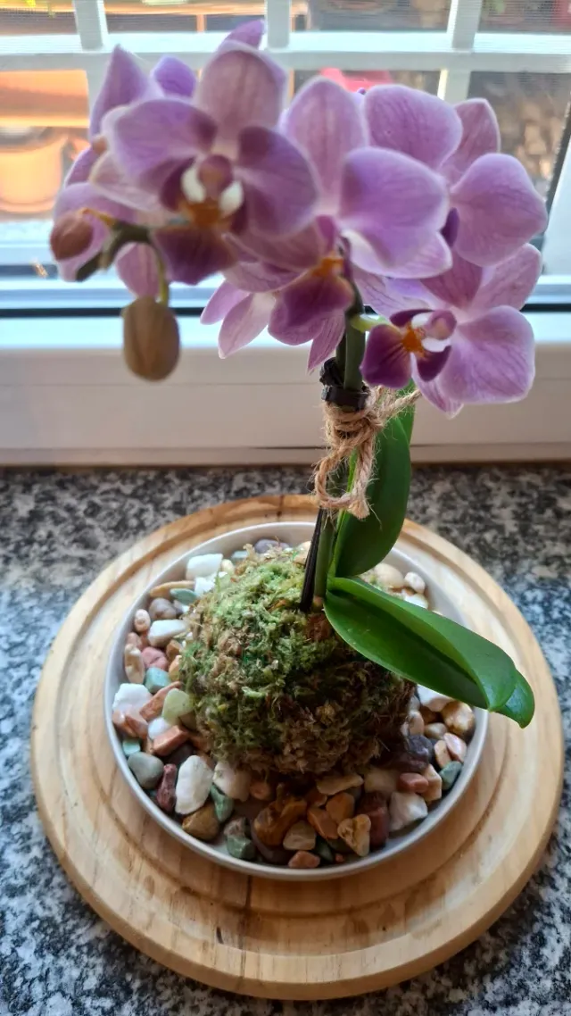 Orchidea Phalaenopsis Kokedama Sotto Campana