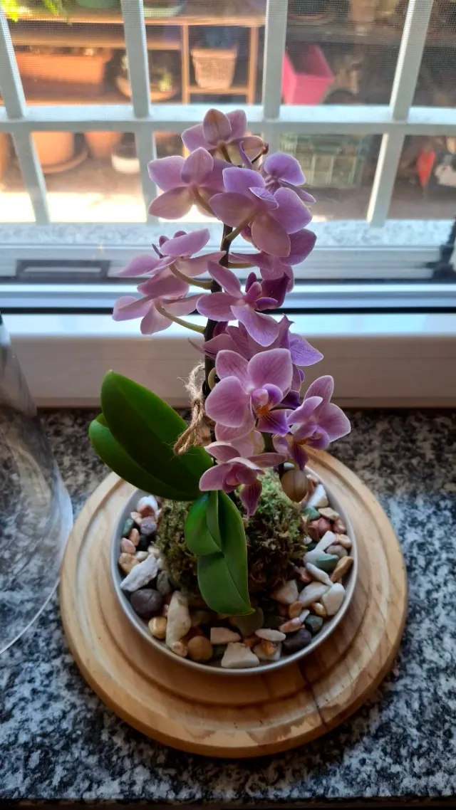 Orchidea Phalaenopsis Kokedama Sotto Campana