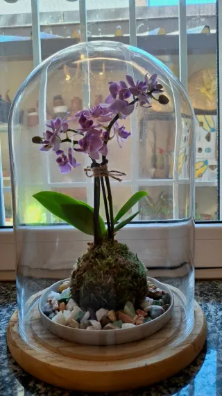 Orchidea Phalaenopsis Kokedama Sotto Campana