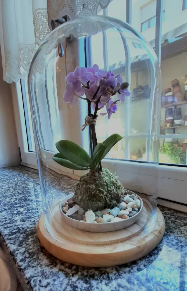 Orchidea Phalaenopsis Kokedama Sotto Campana