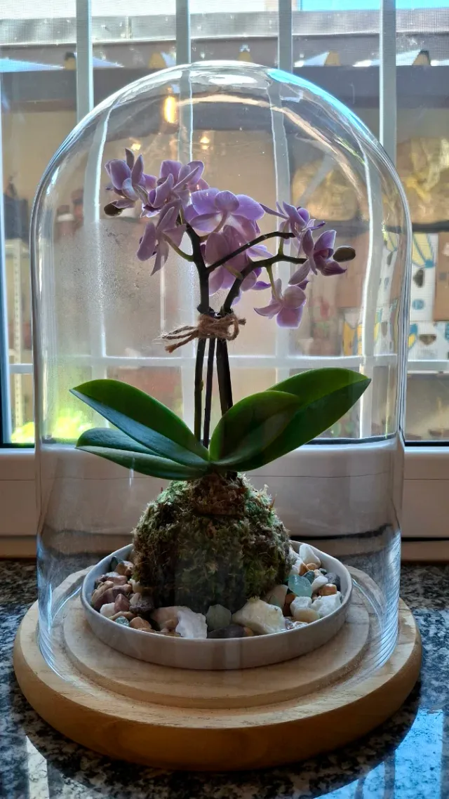 Orchidea Phalaenopsis Kokedama Sotto Campana