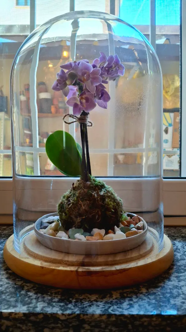 Orchidea Phalaenopsis Kokedama Sotto Campana