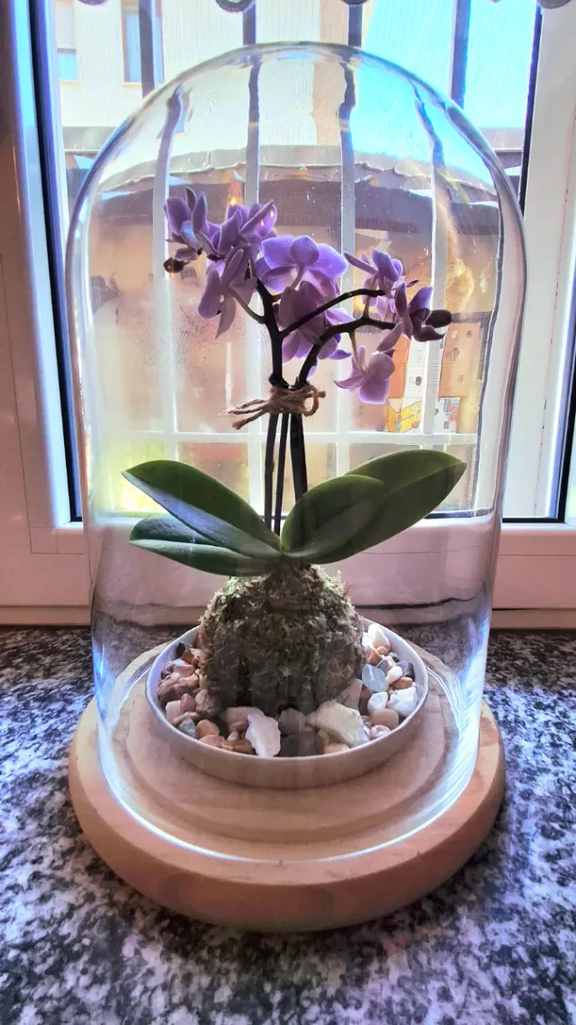 Orchidea Phalaenopsis Kokedama Sotto Campana