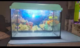 Acuario con decoración de coral