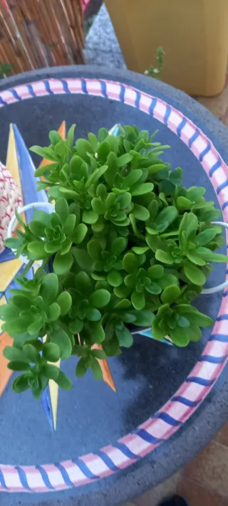 Pianta Sedum 