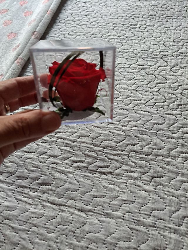 Rosa preservada en caja transparente