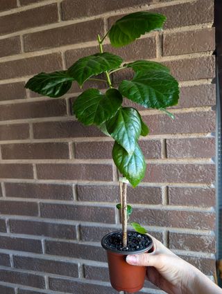 Planta Hibiscus 