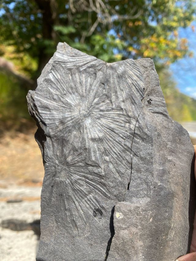 Fósiles Carbonífero más de 200 piezas