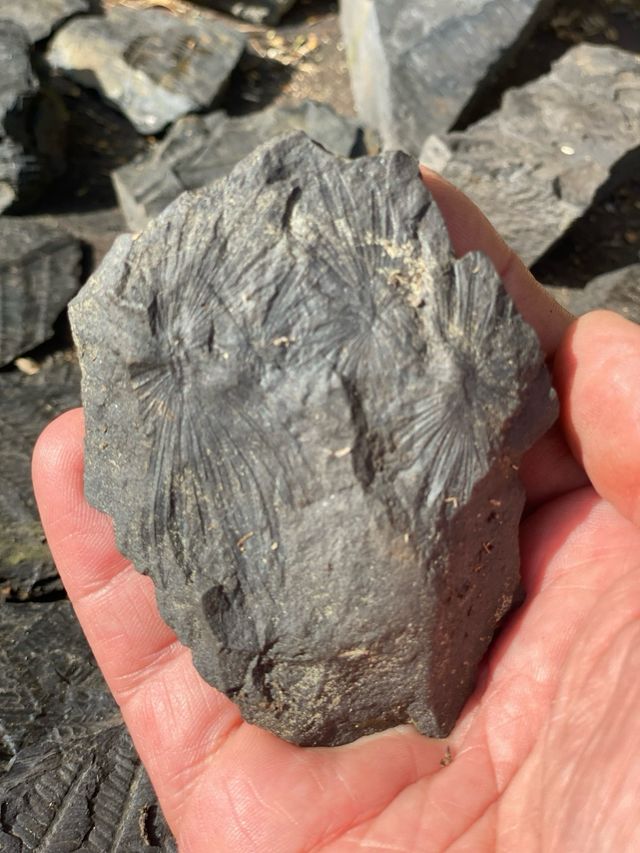 Fósiles Carbonífero más de 200 piezas