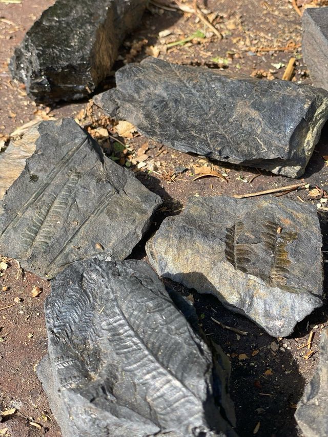 Fósiles Carbonífero más de 200 piezas