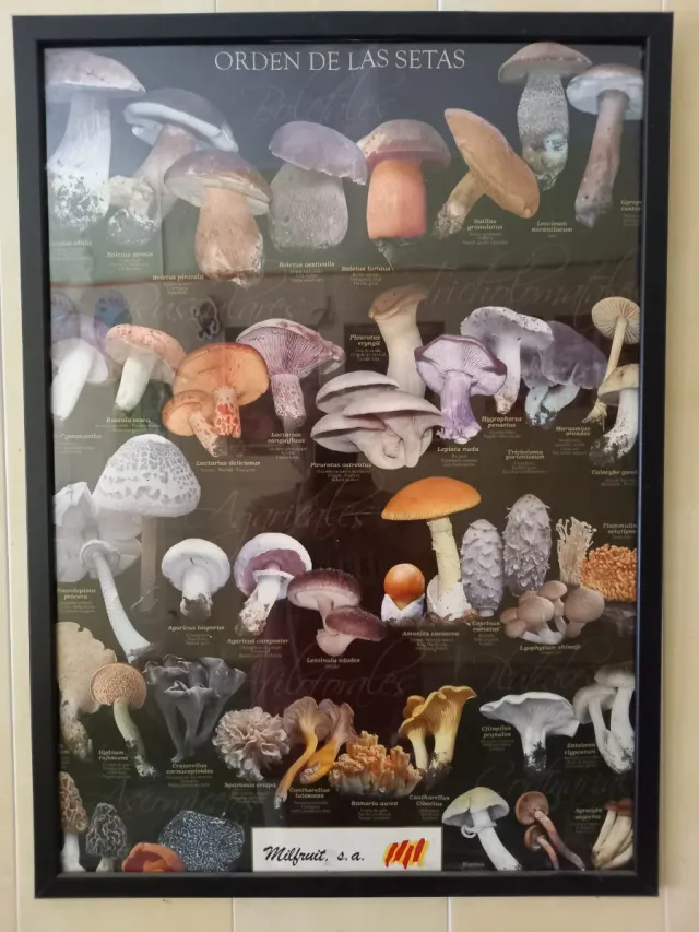 Cuadro Orden de las Setas Metacrilato