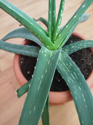 Planta Aloe Vera, con maceta y platito