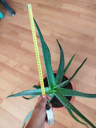 Planta Aloe Vera, con maceta y platito