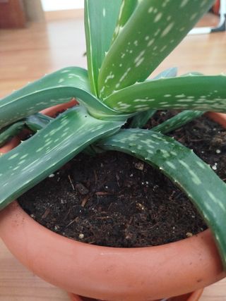 Planta Aloe Vera, con maceta y platito
