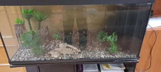 Pecera negra y marrón