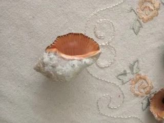 Conchiglie da collezione