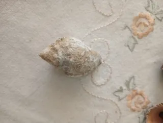 Conchiglie da collezione