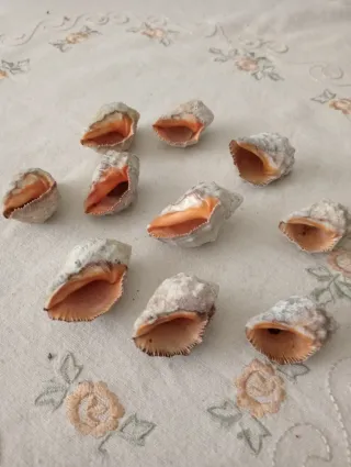 Conchiglie da collezione