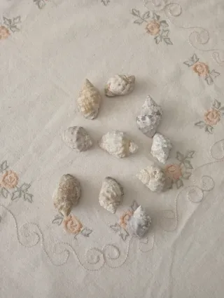 Conchiglie da collezione