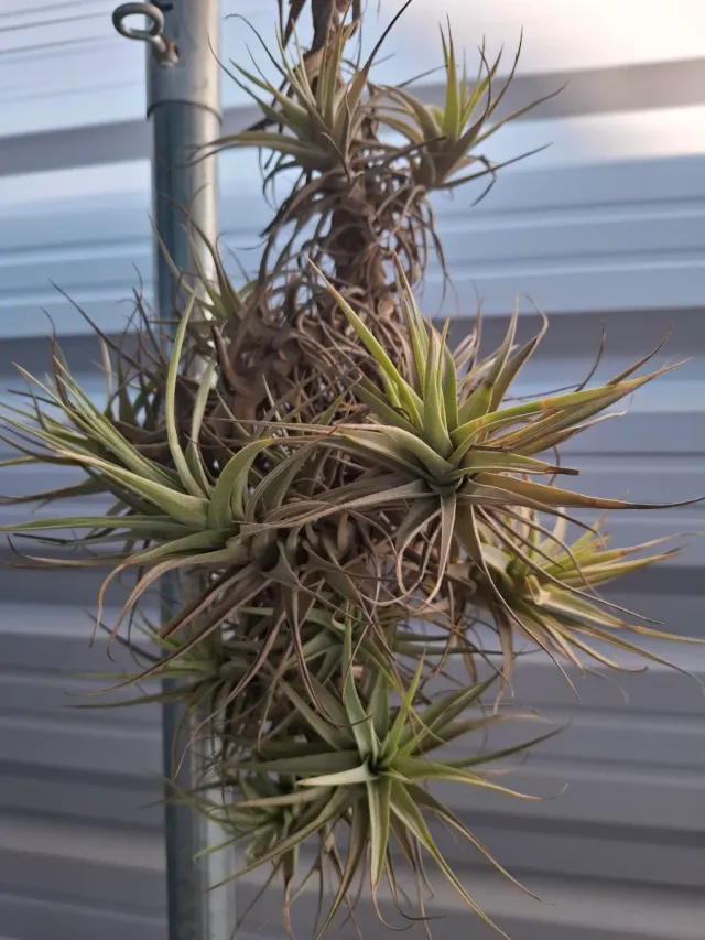 Tillandsia Aeranthos Clavel del Aire