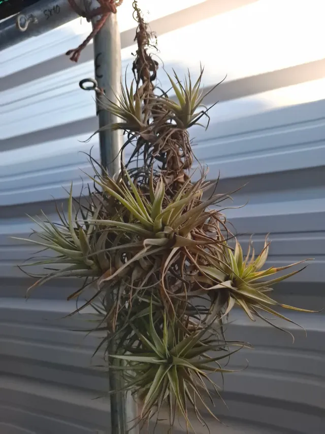 Tillandsia Aeranthos Clavel del Aire