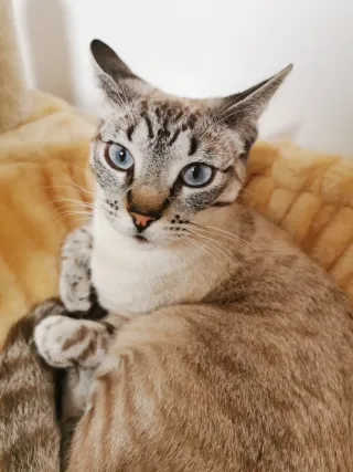 Huawei P30 Pro con caricabatterie e cavo