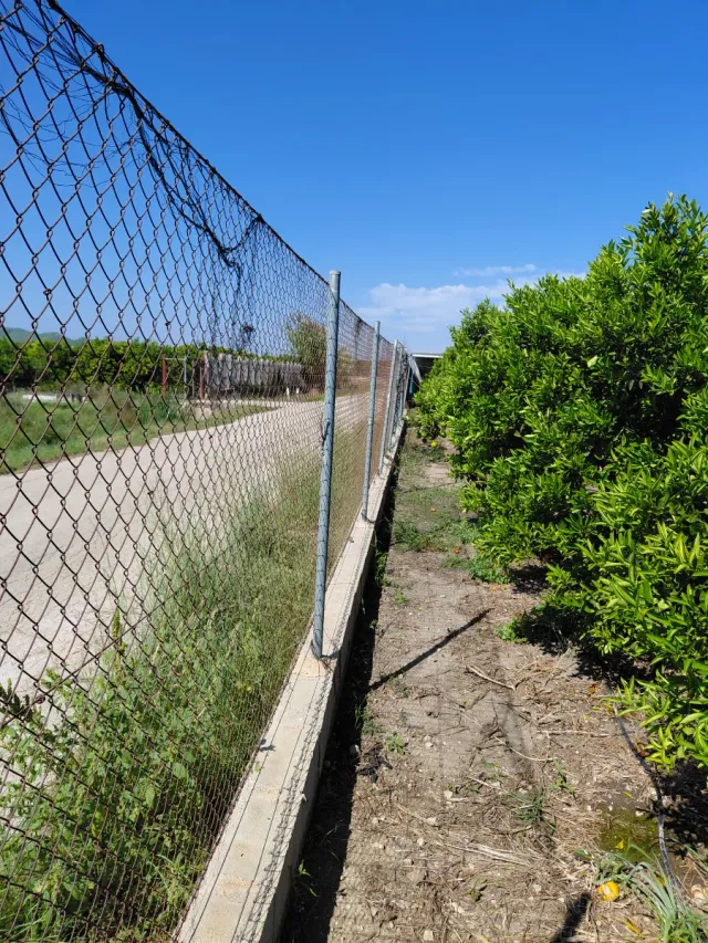 Huerto de clemenvillas en producción